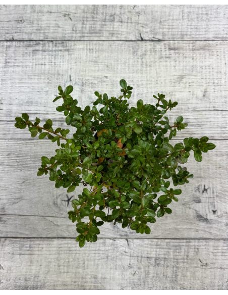 'Kermesina' - azalia japońśka
Rhododendron 'Kermesina'