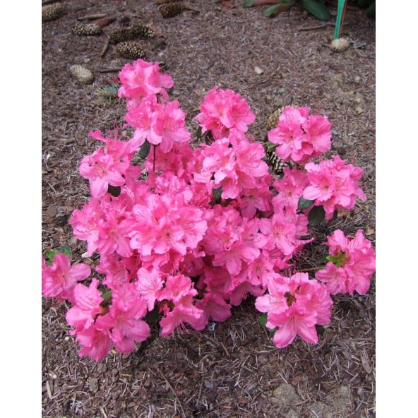 'Kirstin' - azalia japońska
Rhododendron 'Kirstin'