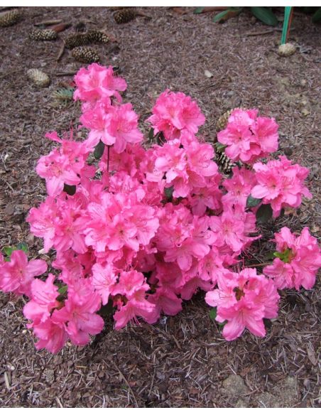 'Kirstin' - azalia japońska
Rhododendron 'Kirstin' 'Kirstin' - azalia japońska
Rhododendron 'Kirstin'