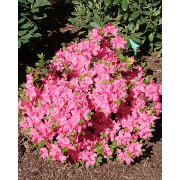 'Kirstin' - azalia japońska
Rhododendron 'Kirstin'