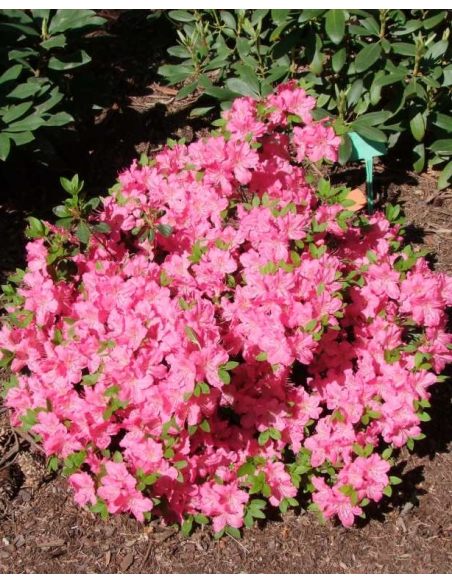'Kirstin' - azalia japońska
Rhododendron 'Kirstin' 'Kirstin' - azalia japońska
Rhododendron 'Kirstin'