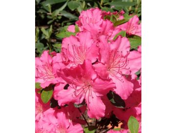 'Kirstin' - azalia japońska
Rhododendron 'Kirstin'
