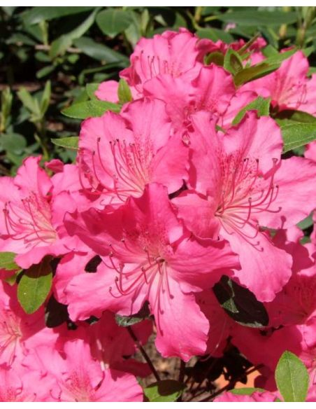 'Kirstin' - azalia japońska
Rhododendron 'Kirstin' 'Kirstin' - azalia japońska
Rhododendron 'Kirstin'