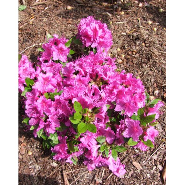 'Königstein' - azalia japońska
Rhododendron 'Königstein'