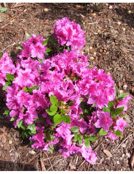 'Königstein' - azalia japońska
Rhododendron 'Königstein'