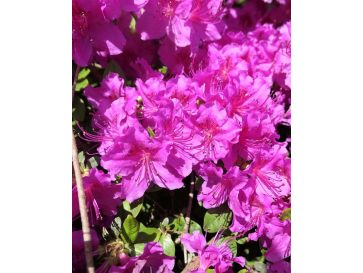 'Königstein' - azalia japońska
Rhododendron 'Königstein'