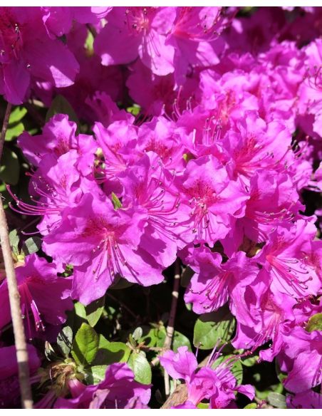 'Königstein' - azalia japońska
Rhododendron 'Königstein'