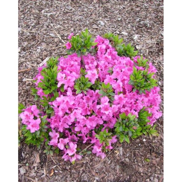 'Königstein' - azalia japońska
Rhododendron 'Königstein'