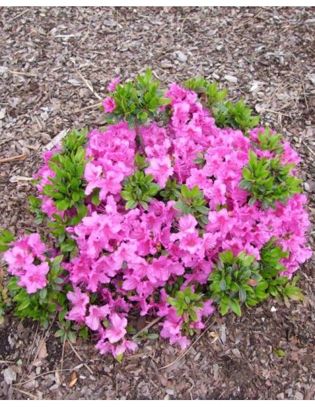 'Königstein' - azalia japońska
Rhododendron 'Königstein'