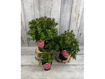 'Königstein' - azalia japońska
Rhododendron 'Königstein' 2