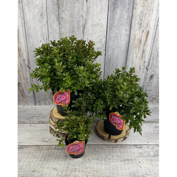 'Königstein' - azalia japońska
Rhododendron 'Königstein'