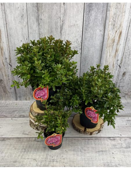 'Königstein' - azalia japońska
Rhododendron 'Königstein'