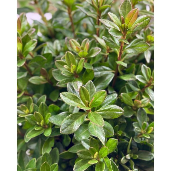 'Königstein' - azalia japońska
Rhododendron 'Königstein'