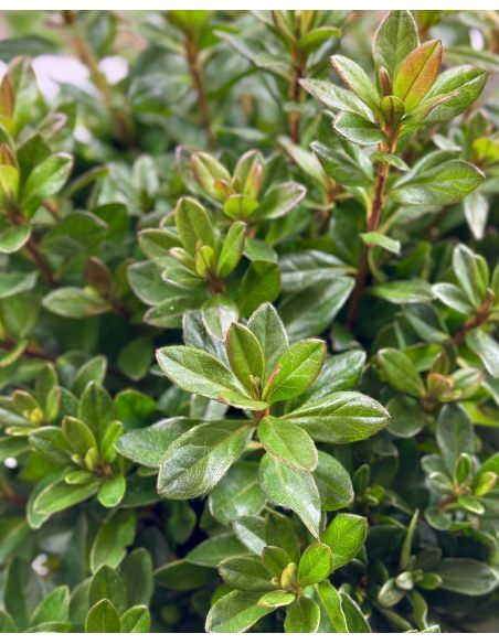 'Königstein' - azalia japońska
Rhododendron 'Königstein'