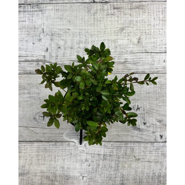 'Königstein' - azalia japońska
Rhododendron 'Königstein'