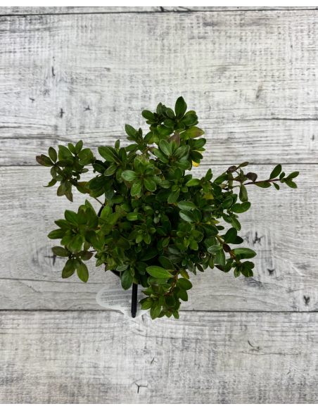 'Königstein' - azalia japońska
Rhododendron 'Königstein'