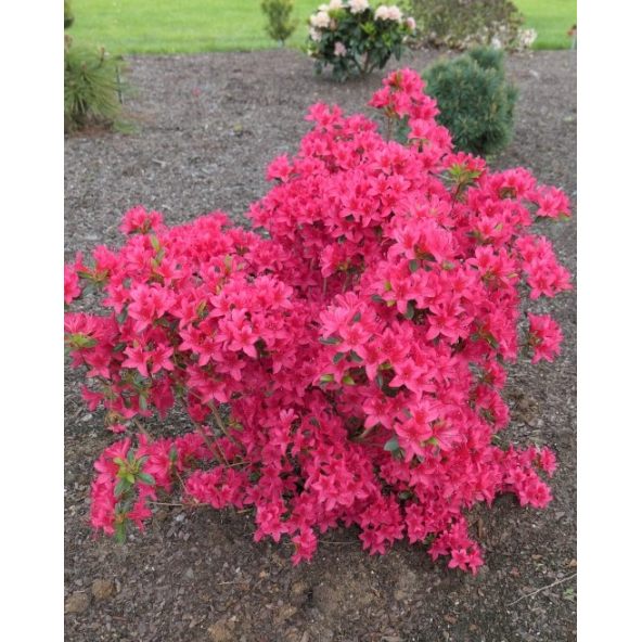 'Kroměříž' PBR - Azalia japońska
Rhododendron 'Kroměříž' PBR
(‘Diamant Rot’ × ‘Profesor Jeršov’)