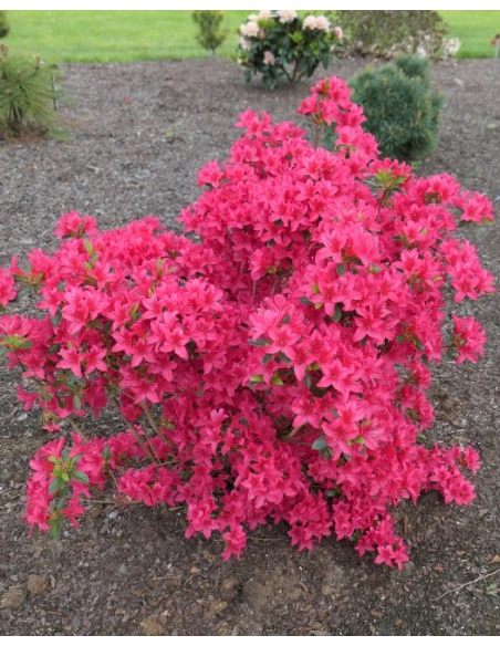 'Kroměříž' PBR - Azalia japońska
Rhododendron 'Kroměříž' PBR
(‘Diamant Rot’ × ‘Profesor Jeršov’)