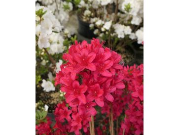 'Kroměříž' PBR - Azalia japońska
Rhododendron 'Kroměříž' PBR
(‘Diamant Rot’ × ‘Profesor Jeršov’)