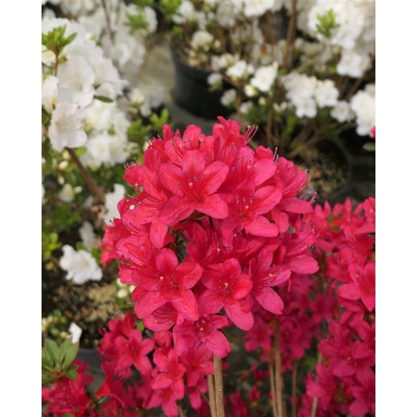 'Kroměříž' PBR - Azalia japońska
Rhododendron 'Kroměříž' PBR
(‘Diamant Rot’ × ‘Profesor Jeršov’)