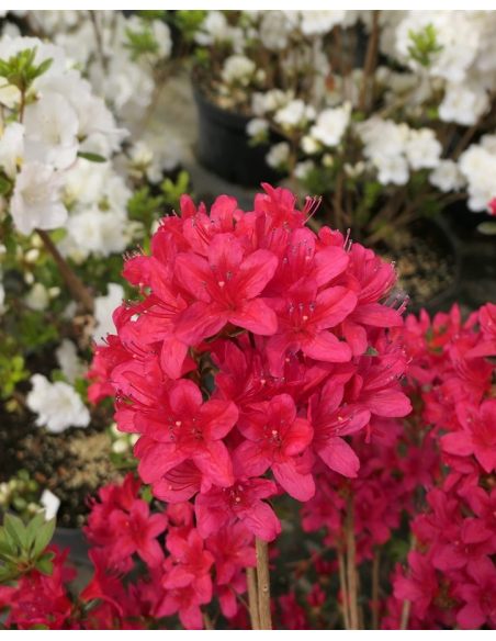 'Kroměříž' PBR - Azalia japońska
Rhododendron 'Kroměříž' PBR
(‘Diamant Rot’ × ‘Profesor Jeršov’)