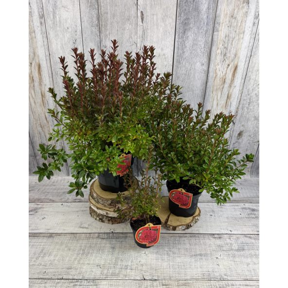 'Kroměříž' PBR - Azalia japońska
Rhododendron 'Kroměříž' PBR
(‘Diamant Rot’ × ‘Profesor Jeršov’)