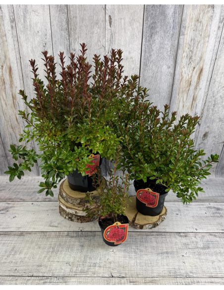 'Kroměříž' PBR - Azalia japońska
Rhododendron 'Kroměříž' PBR
(‘Diamant Rot’ × ‘Profesor Jeršov’)