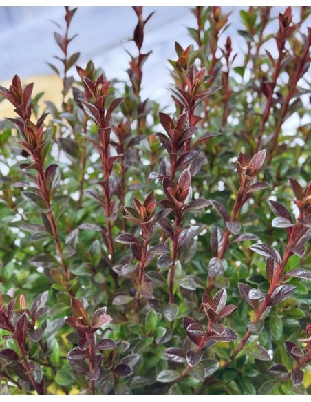 'Kroměříž' PBR - Azalia japońska
Rhododendron 'Kroměříž' PBR
(‘Diamant Rot’ × ‘Profesor Jeršov’)