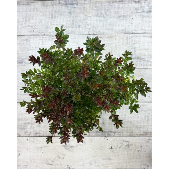 'Kroměříž' PBR - Azalia japońska
Rhododendron 'Kroměříž' PBR
(‘Diamant Rot’ × ‘Profesor Jeršov’)