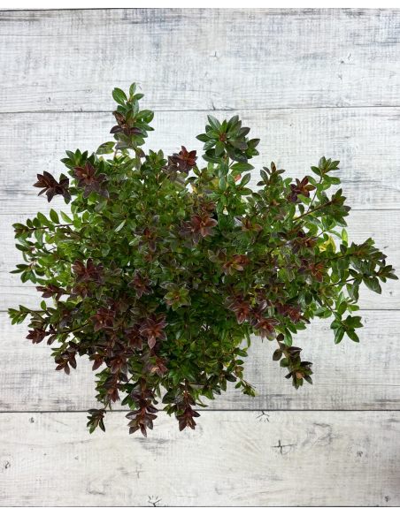 'Kroměříž' PBR - Azalia japońska
Rhododendron 'Kroměříž' PBR
(‘Diamant Rot’ × ‘Profesor Jeršov’)