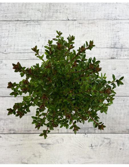 'Kroměříž' PBR - Azalia japońska
Rhododendron 'Kroměříž' PBR
(‘Diamant Rot’ × ‘Profesor Jeršov’)