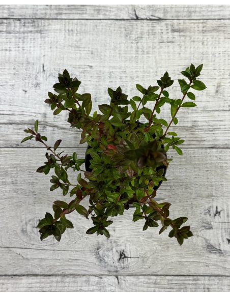 'Kroměříž' PBR - Azalia japońska
Rhododendron 'Kroměříž' PBR
(‘Diamant Rot’ × ‘Profesor Jeršov’)