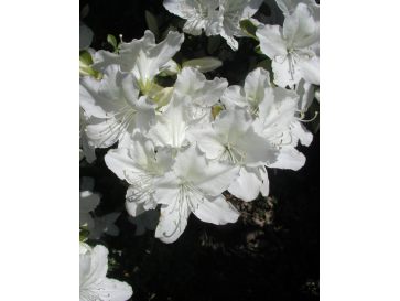 'Luzi' - azalia japońska
Rhododendron 'Luzi'