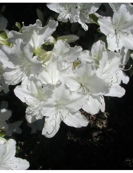 'Luzi' - azalia japońska
Rhododendron 'Luzi' 'Luzi' - azalia japońska
Rhododendron 'Luzi'