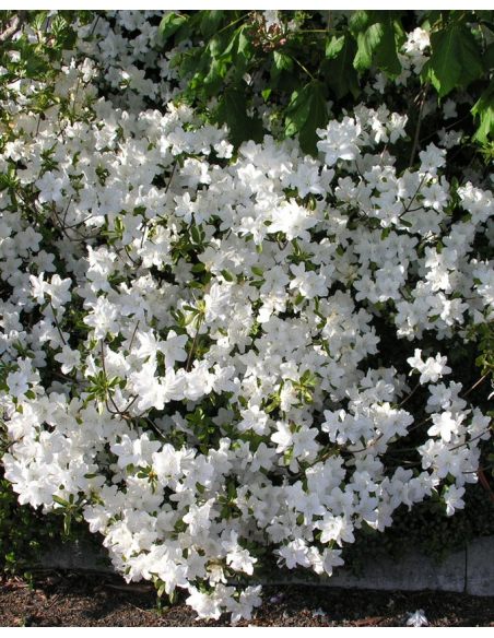 'Luzi' - azalia japońska
Rhododendron 'Luzi' 'Luzi' - azalia japońska
Rhododendron 'Luzi'