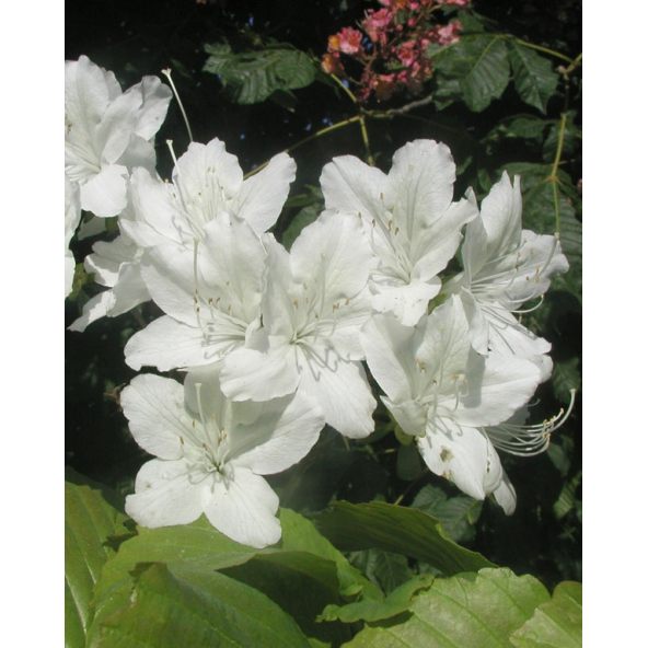 'Luzi' - azalia japońska
Rhododendron 'Luzi'