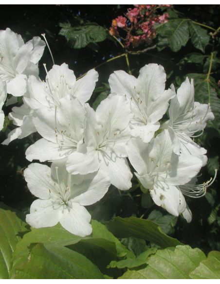 'Luzi' - azalia japońska
Rhododendron 'Luzi' 'Luzi' - azalia japońska
Rhododendron 'Luzi'