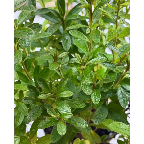 'Luzi' - azalia japońska
Rhododendron 'Luzi'