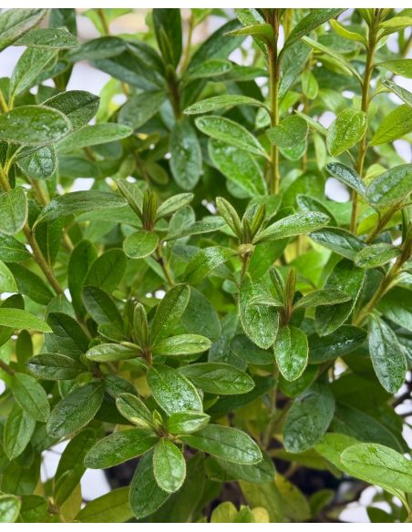 'Luzi' - azalia japońska
Rhododendron 'Luzi' 'Luzi' - azalia japońska
Rhododendron 'Luzi'