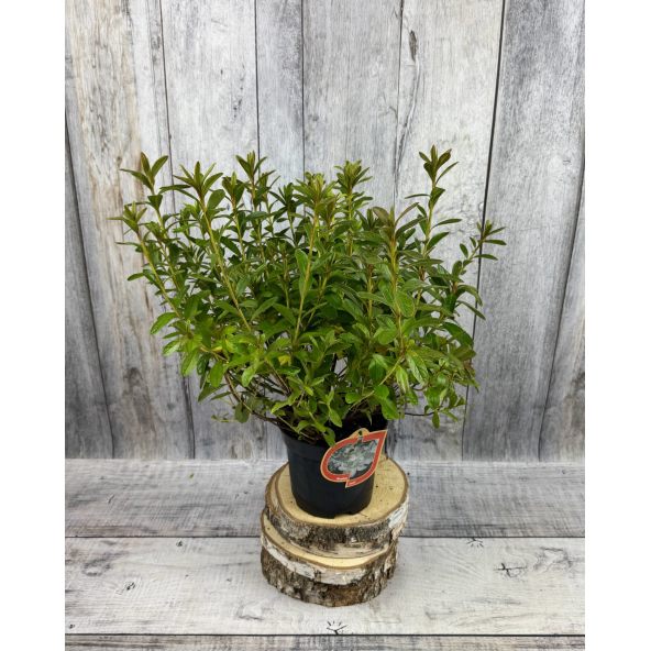 'Luzi' - azalia japońska
Rhododendron 'Luzi'