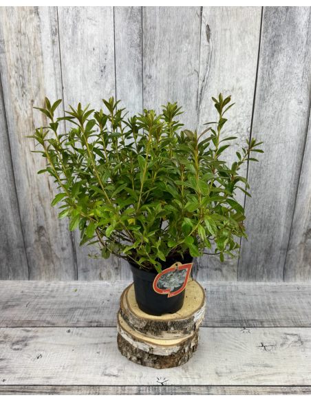 'Luzi' - azalia japońska
Rhododendron 'Luzi' 'Luzi' - azalia japońska
Rhododendron 'Luzi'