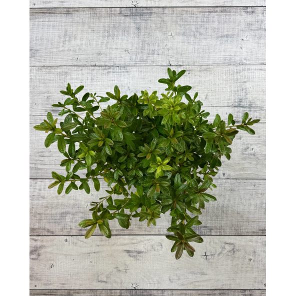 'Luzi' - azalia japońska
Rhododendron 'Luzi'