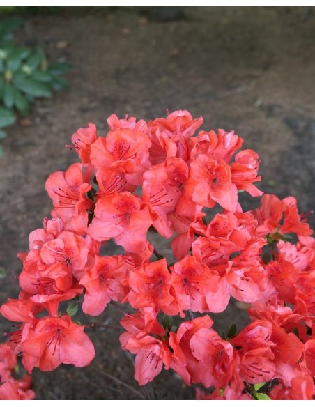 Rhododendron obtusum - azalia tępolistna
azalia tępolistna (obtusum)