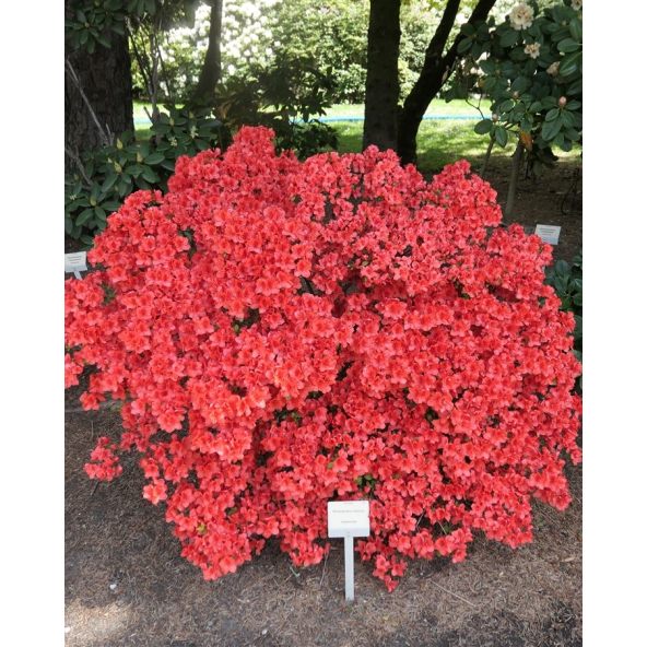 Rhododendron obtusum - azalia tępolistna
azalia tępolistna (obtusum)