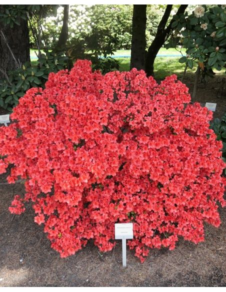 Rhododendron obtusum - azalia tępolistna
azalia tępolistna (obtusum)