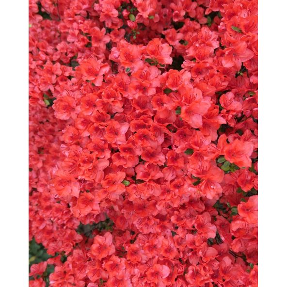 Rhododendron obtusum - azalia tępolistna
azalia tępolistna (obtusum)