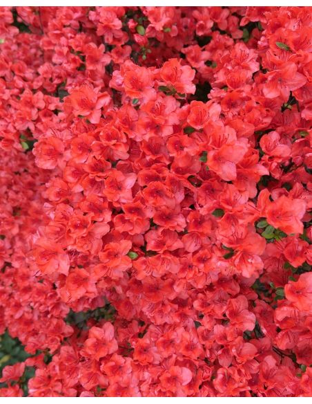 Rhododendron obtusum - azalia tępolistna
azalia tępolistna (obtusum)