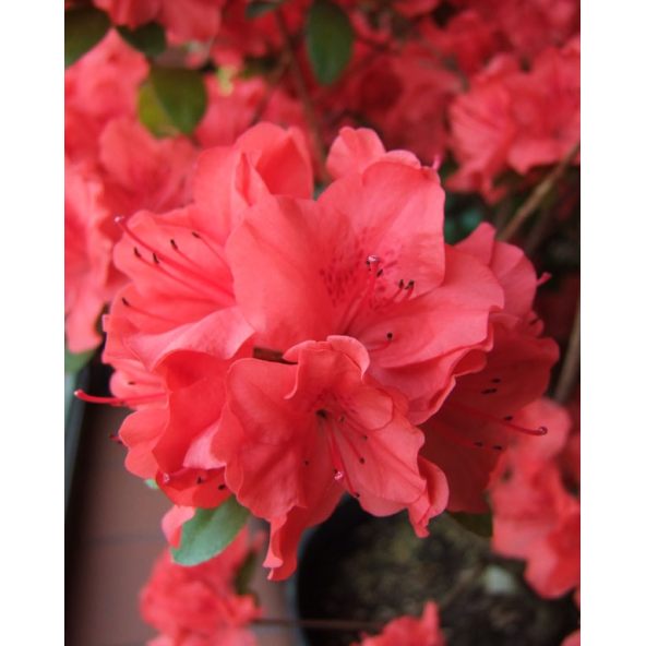 Rhododendron obtusum - azalia tępolistna
azalia tępolistna (obtusum)