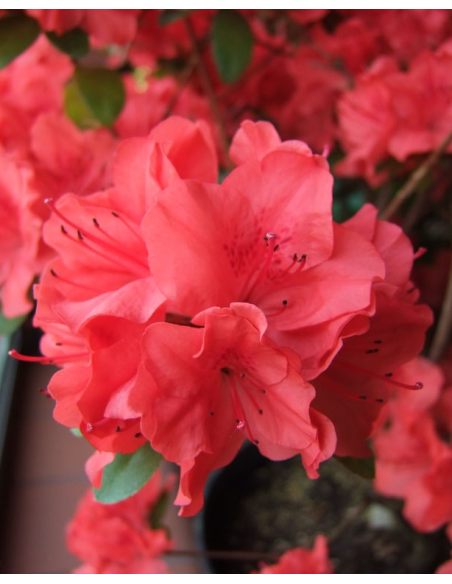 Rhododendron obtusum - azalia tępolistna
azalia tępolistna (obtusum)