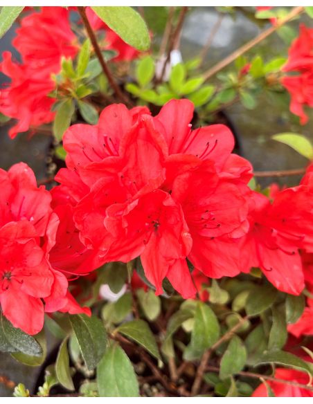 Rhododendron obtusum - azalia tępolistna
azalia tępolistna (obtusum)